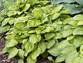 HOSTA SEPTEMBER SUN