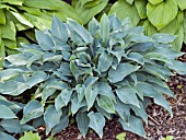 HOSTA SHERBORNE SWIFT