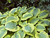 HOSTA STONES YELLOW LEAF