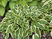 HOSTA THUMBELINA