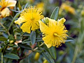 HYPERICUM KALMIANUM