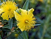 HYPERICUM KALMIANUM