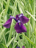 IRIS ENSATA VARIEGATA