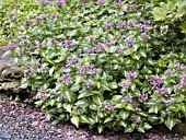 LAMIUM MACULATUM CHECQUERS