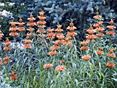 LEONOTIS LEONURUS