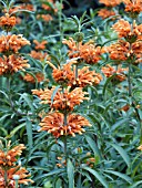 LEONOTIS LEONURUS