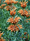 LEONOTIS LEONURUS