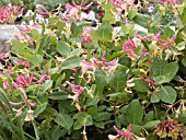 LONICERA HECKROTTII GOLDFLAME