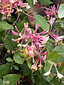 LONICERA HECKROTTII GOLDFLAME