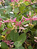 LONICERA HECKROTTII GOLDFLAME