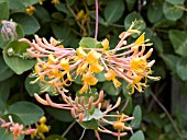 LONICERA MANDARIN