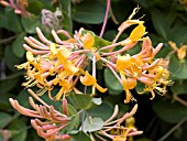 LONICERA MANDARIN