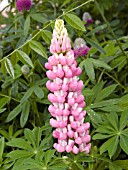 LUPINUS POLYPHYLLUS GALLERY PINK