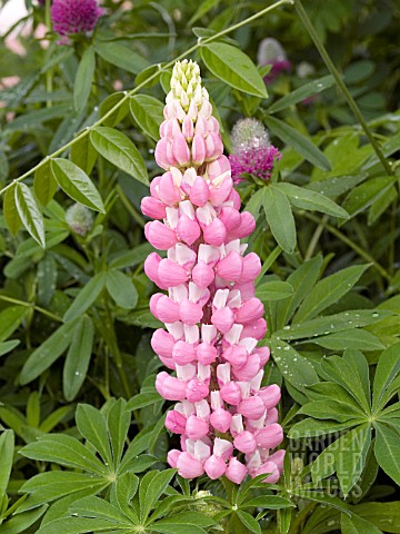 LUPINUS_POLYPHYLLUS_GALLERY_PINK