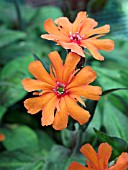 LYCHNIS ARKWRIGHTII ORANGE GNOME