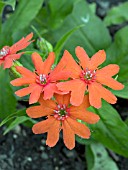 LYCHNIS FULGENS