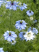 NIGELLA DAMASCENA OXFORD BLUE