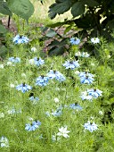 NIGELLA DAMASCENA OXFORD BLUE