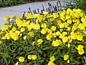 OENOTHERA FRUTICOSA YOUNGII SUNDROPS