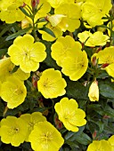 OENOTHERA FRUTICOSA YOUNGII SUNDROPS