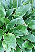 HOSTA LEATHER SHEEN