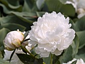 PAEONIA BOWL OF CREAM