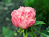 PAEONIA CORAL SUNSET