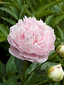 PAEONIA DRESDEN PINK