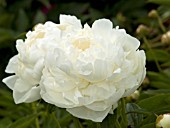 PAEONIA ELSA SASS