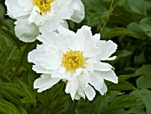 PAEONIA KRINKLED WHITE