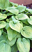 HOSTA KING TUT