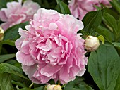 PAEONIA MAJESTIC ROSE