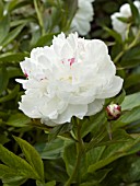 PAEONIA MARY E NICHOLLS