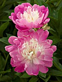 PAEONIA SANTA FE