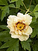 PAEONIA SUFFRUTICOSA AGE OF GOLD