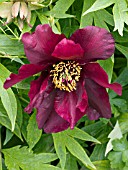 PAEONIA SUFFRUTICOSA THUNDERBOLT