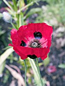 PAPAVER COMMUTATUM LADY BIRD