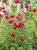 PAPAVER COMMUTATUM LADY BIRD