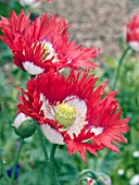 PAPAVER SOMNIFERUM SINGLE DANISH FLAG