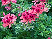 PELARGONIUM CRISPUM CINNAMON