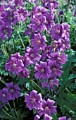 GERANIUM IBERICUM,  MASS OF FLOWERS