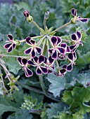 PELARGONIUM GLAUCIFOLIUM