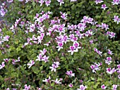 PELARGONIUM SCARBORVIAE STRAWBERRY