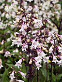 PENSTEMON HUSKERS RED