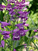 PENSTEMON MESA