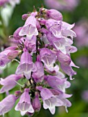 PENSTEMON PINK DAWN