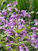 PENSTEMON SMALII