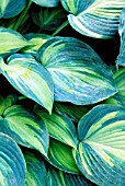 HOSTA JUNE