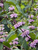 PHLOMIS TUBEROSA BRONZE FLAMINGO