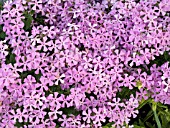 PHLOX PILOSA